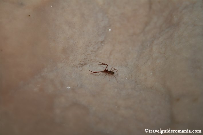 Biospeleology in Cetatile Ponorului cave travel guide romania - Cetatile Ponorului cave