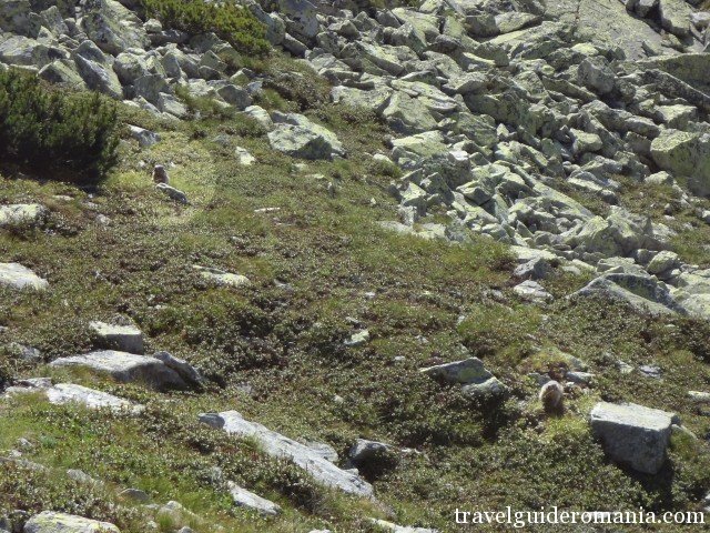 marmots in Retezat mountains marmots in Retezat mountains