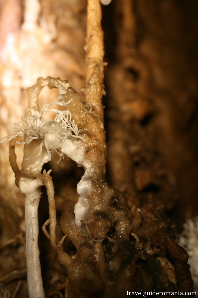 Micula Cave - scientific reservation Micula Cave - scientific reservation