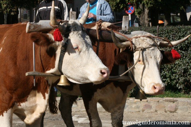 animals at traditional celebrations animals at traditional celebrations