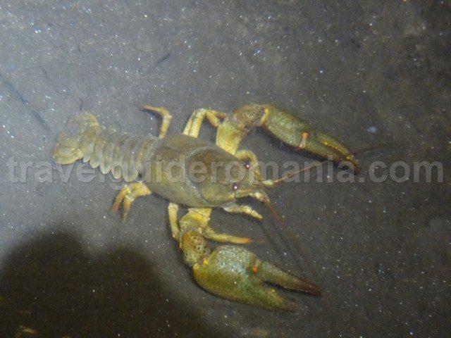 Fauna in Comarnic cave - Natural reservation