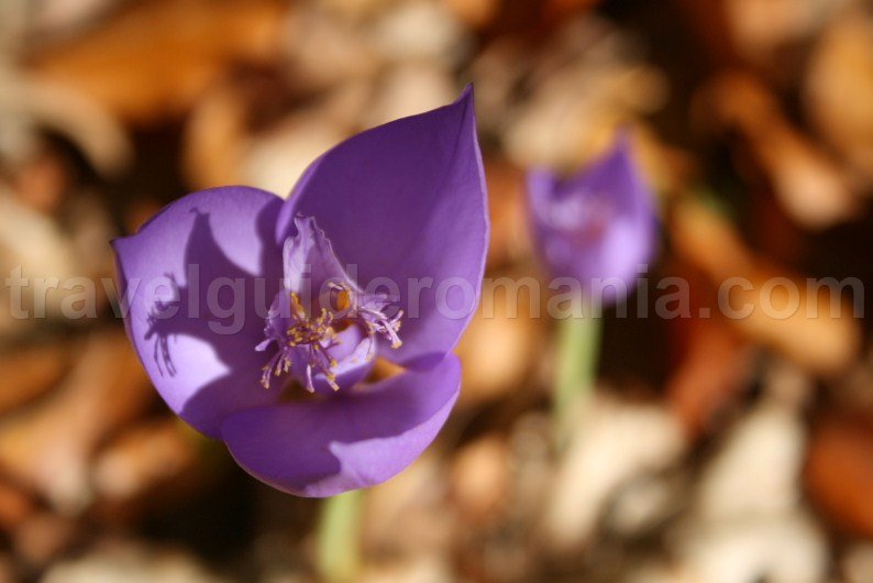 Flora of Padurea Craiului mountains