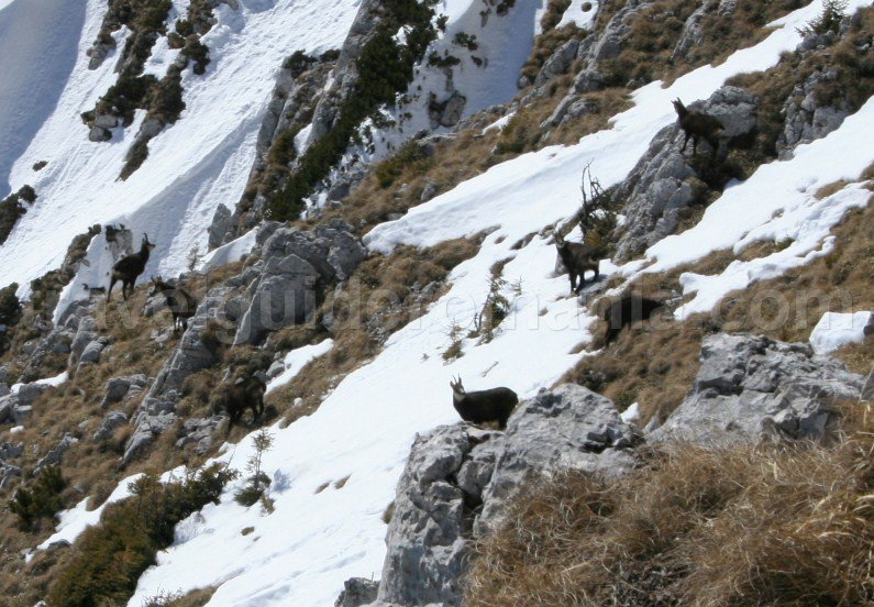 The chamois (Rupicapra rupicapra) in Piatra Craiului Mountains
