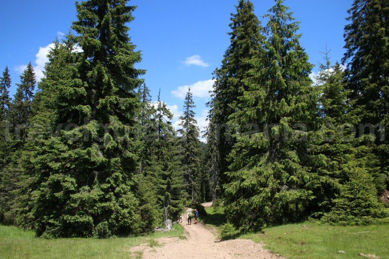 Acces to Cetatile Radesei cave