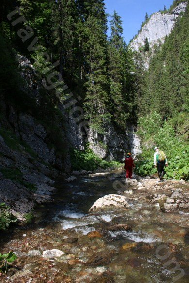 Wild nature in Apuseni mountains