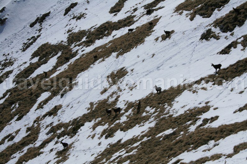 Chamois in Piatra Craiului National Park - Romania