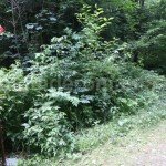 Acces to Marii Valley – Retezat Mountains