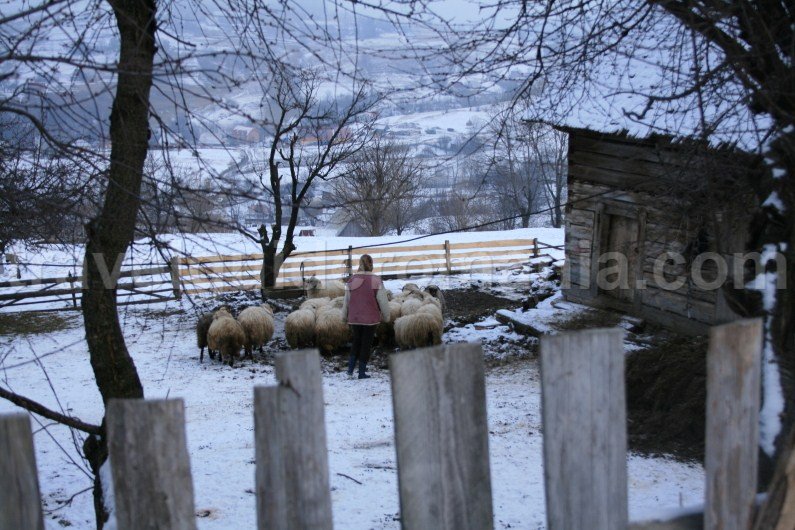 Traditional lifestyle in Rogojel village Traditional lifestyle in Rogojel village - Apuseni Mountains