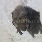 bats-in-romania-old-mans-cave