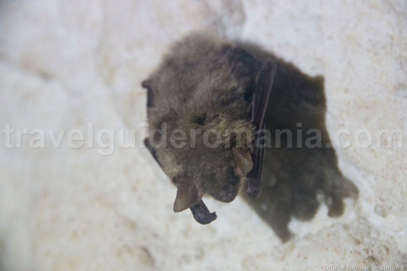 bats-in-romania-old-mans-cave