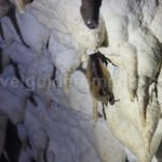 bats-in-caves-romania