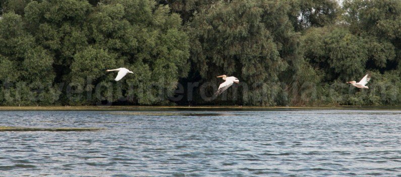 birding-tours-in-the-danube-delta-romania