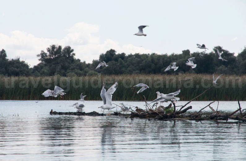 birdwatching and bird photography in the danube delta birdwatching-and-bird-photography-in-the-danube-delta