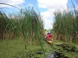 Danube Delta – with the kayak in a unique european habitat Danube Delta guided trips