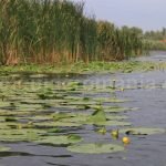 danube-delta-the-second-largest-european-delta