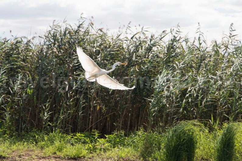 bird watching travel to romania danube-delta-bird-watching-travel-to-romania