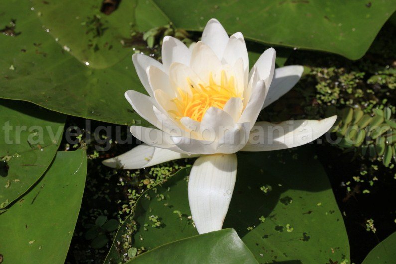 white waterlily nymphaea candida plants in the danube delta white-waterlilynymphaea-candida-plants-in-the-danube-delta