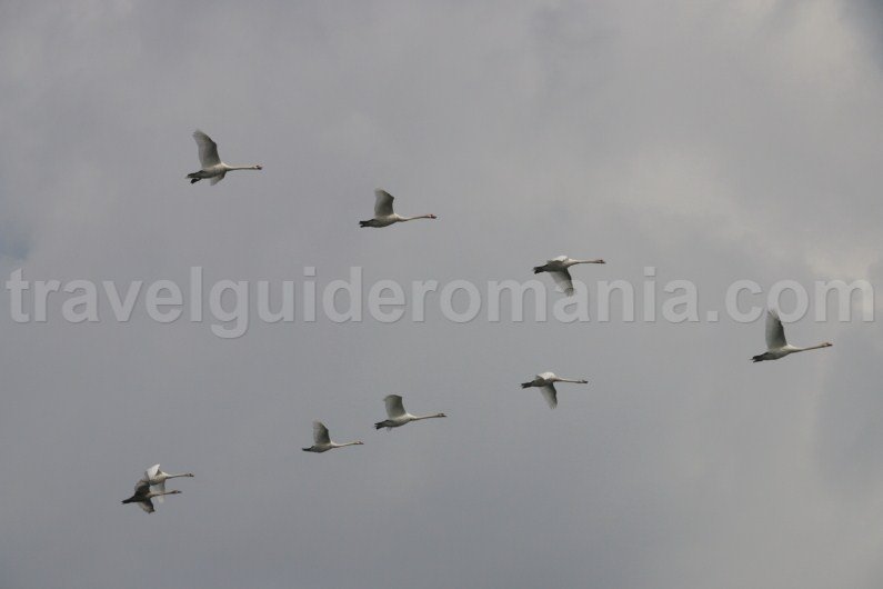 wildlife in the danube delta romania wildlife-in-the-danube-delta-romania-cygnus-olor