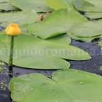 yellow-waterlily-nuphar-lutea-what-to-see-in-the-danube-delta