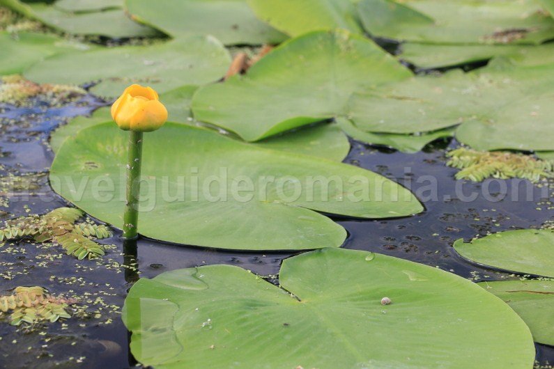 yellow waterlily what to see in the danube delta yellow-waterlily-nuphar-lutea-what-to-see-in-the-danube-delta