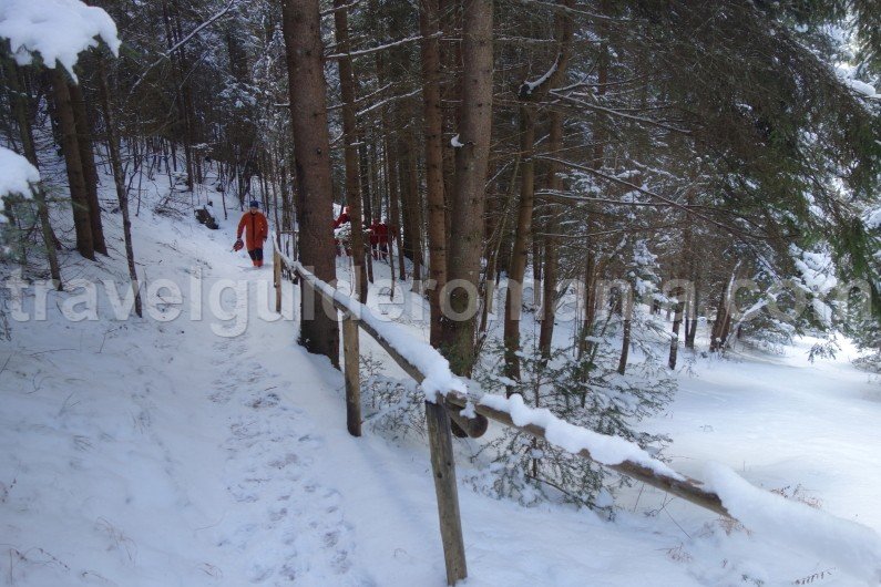 walks in the forest Romania