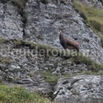 Wild goat in Bucegi Natural Park – Romania