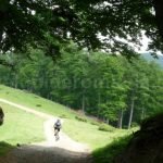 old-romanian-forest