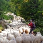 romanian-sheep