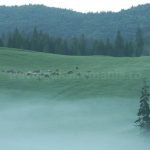 Padis Apuseni mountains wild romania