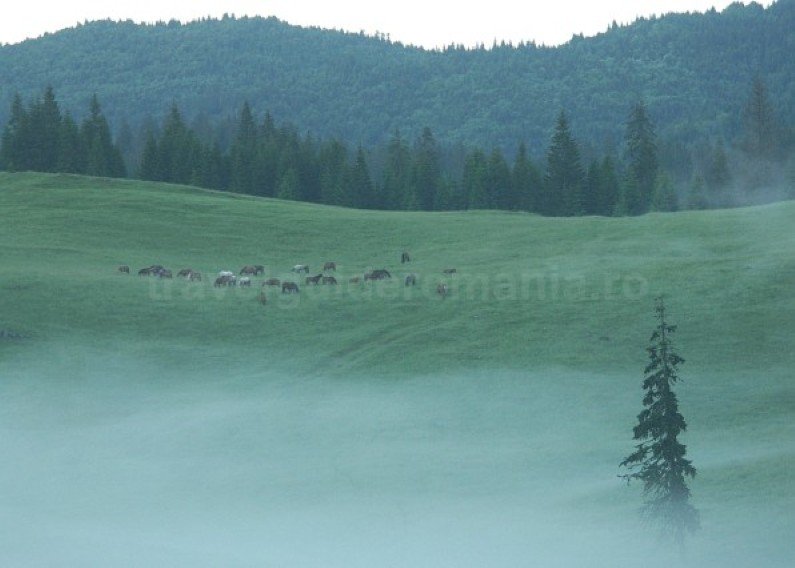Padis Apuseni mountains wild romania