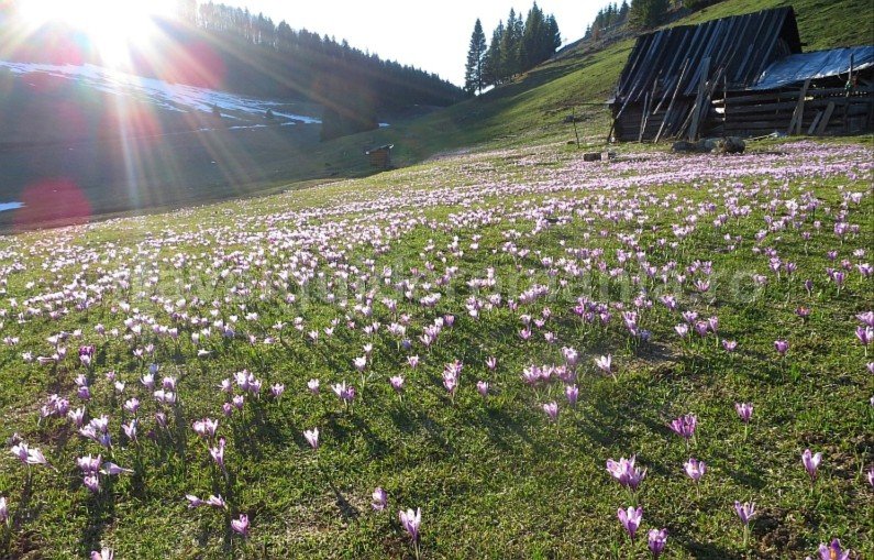 Padis Apuseni mountains springtime