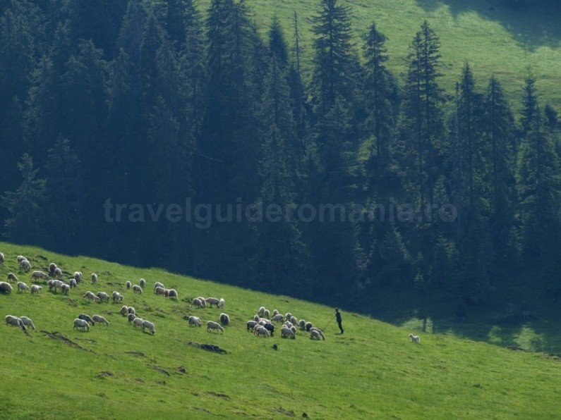 Padis Apuseni wild romania