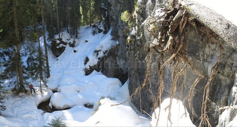 groapa barsa Padis Apuseni wild