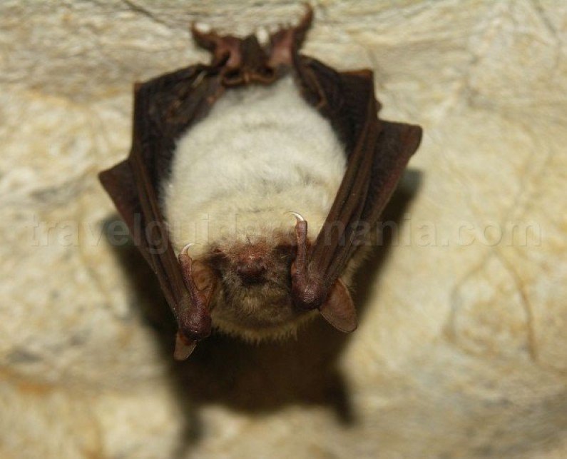 bat caves Padurea Craiului Apuseni