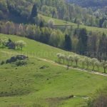 biking Ponoara Padurea Craiului Apuseni