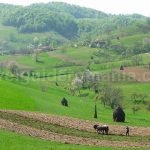 iron plough Rosia Padurea Craiului Apuseni