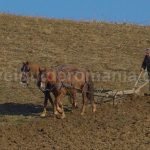 iron plough Rosia Padurea Craiului Apuseni