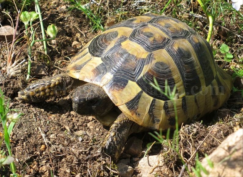 Danube Gorges The Natural Park Portile de Fier trescovat route hermann's tortoise