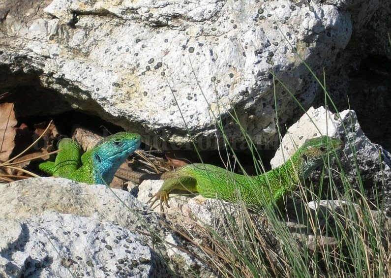 Danube Gorges The Natural Park Portile de Fier trescovat route the European green lizard