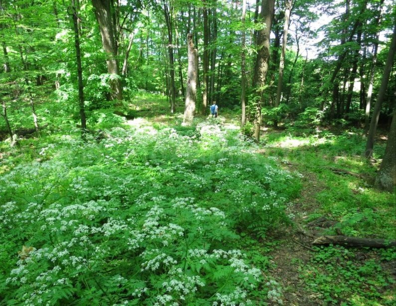 Danube Gorges The Natural Park Portile de Fier trescovat route wood