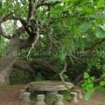 Danube Delta Nature Reserve The kneeled oak caraorman forest