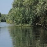 Danube Delta Nature Reserve cormorants
