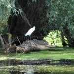 Danube Delta Nature Reserve egret