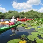Danube Delta Nature Reserve kayak water lilies