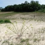 Danube Delta Nature Reserve sand dunes Letea
