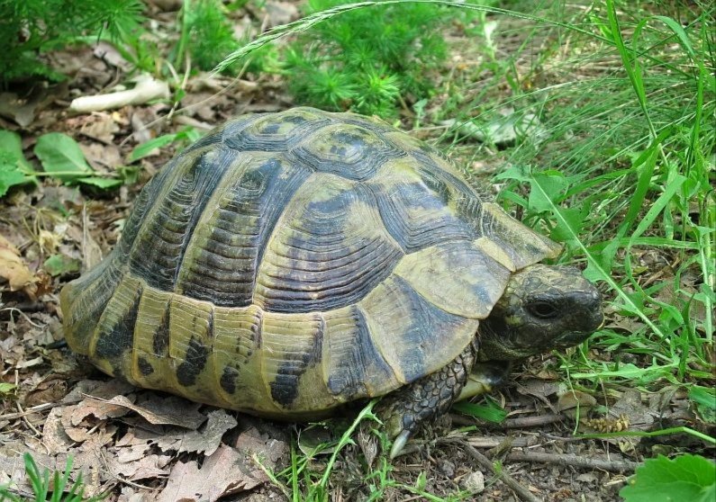 natural park portile de fier the iron gates danube the hermann's turtle