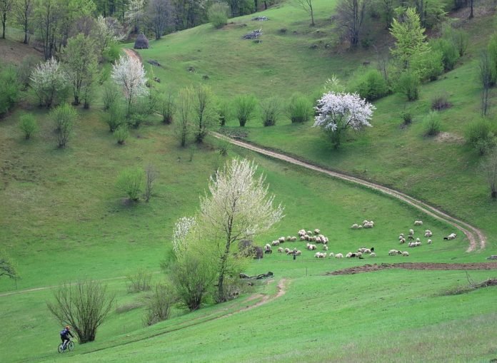 mountain biking Ponoara Padurea Craiului mountain biking Ponoara Padurea Craiului
