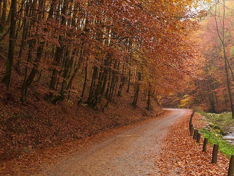 mountain biking Ponoara Bratcutei Valley Padurea Craiului