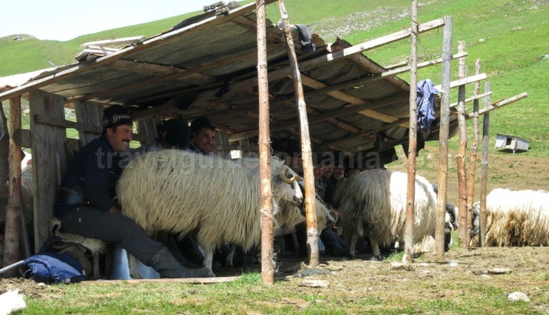 Ecoturism-Destination-Tara-Dornelor-suhard-sheepfold