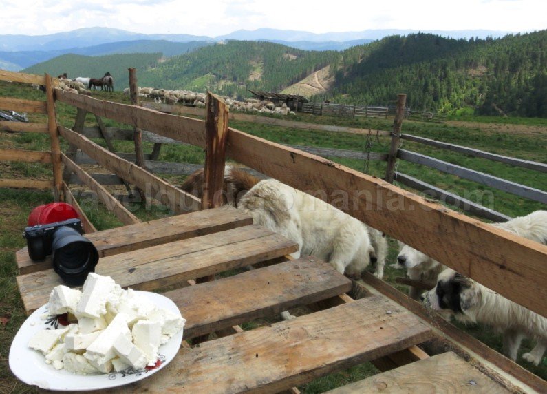 Suhard-Ecoturism-Destination-Tara-Dornelor-cheese